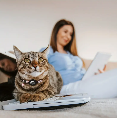 Rastreador Gatuno